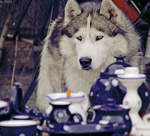 Еskimo dog (husky) and porcelain