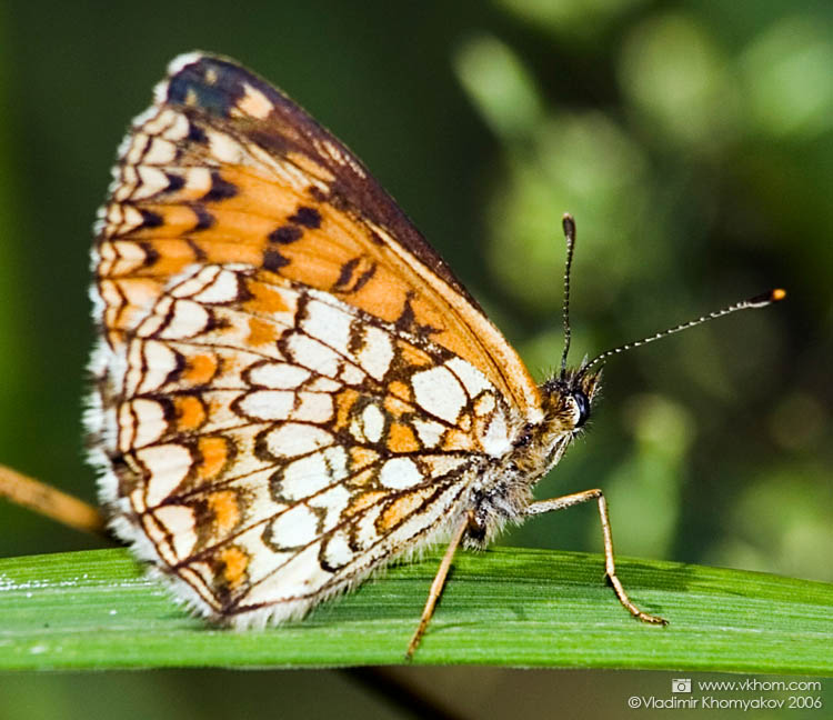 Just a butterfly
