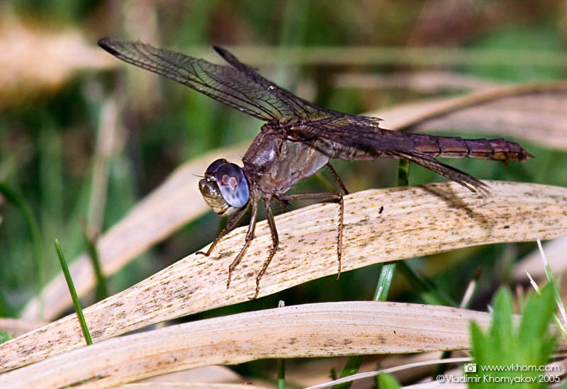 Dragonfly