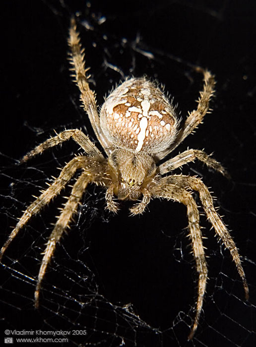 Araneus diadematus (spider)