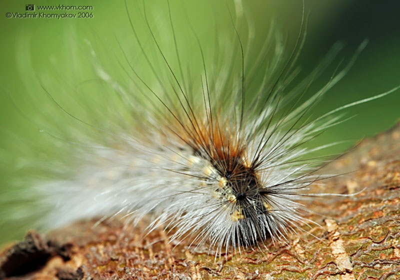 The caterpillar