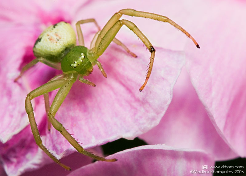 Spider on phlox