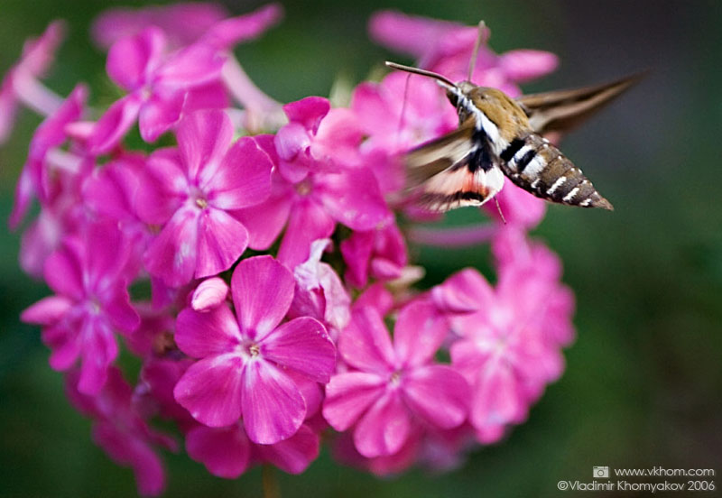 Вьюнковый бражник (Agrius convolvuli)