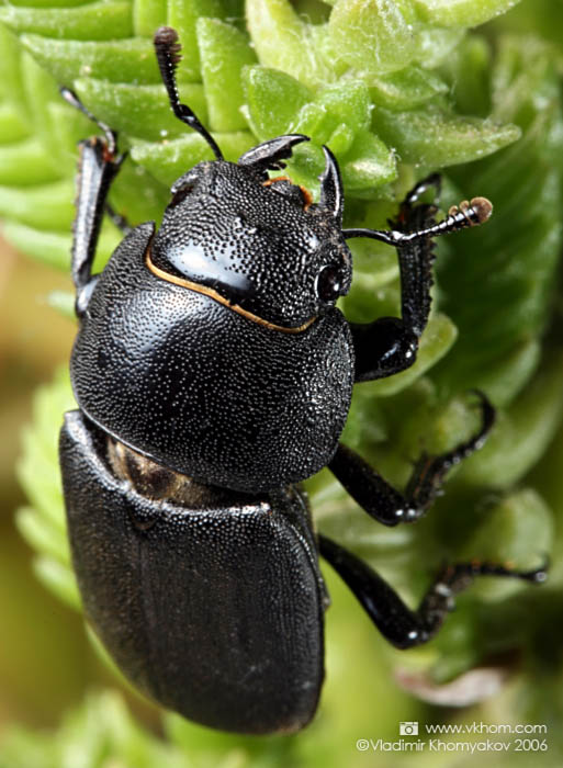 Stag-beetle