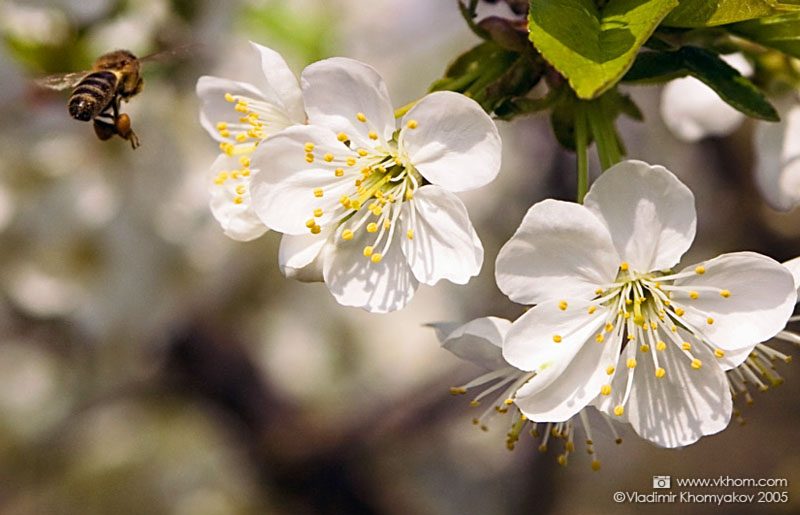 Bee & cherry-blossom