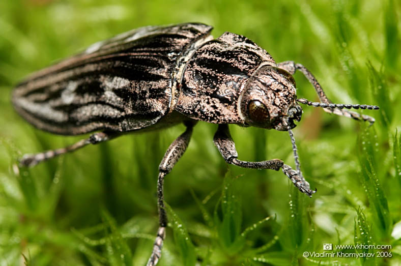 Beetle (bug) on moss