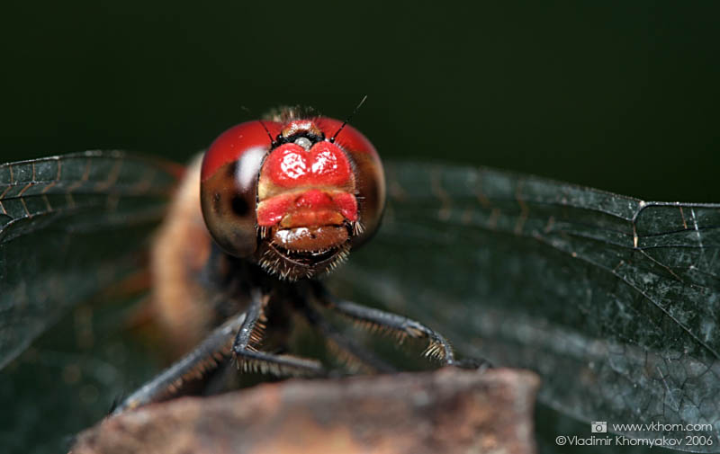 Red eyes