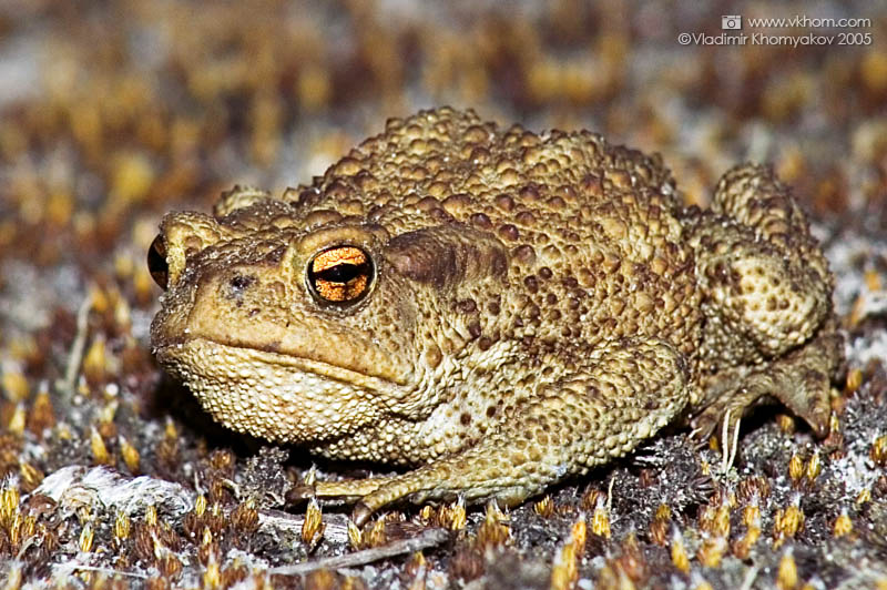 Ground frog