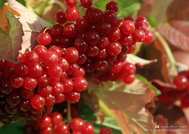 Guelder rose