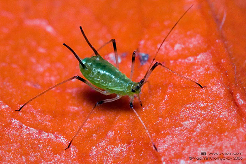 Plant louse on physalis