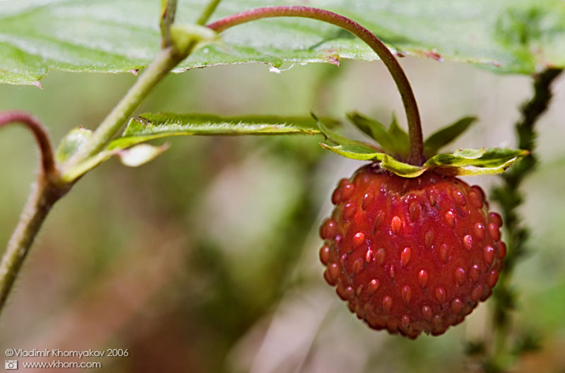 Wild strawberry