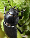 Stag-beetle