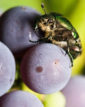 Beetle (bug) on grapes