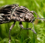 Beetle (bug) on moss