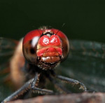 Red eyes