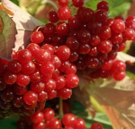 Guelder rose