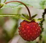 Wild strawberry