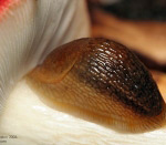 Slug on russule (mushroom)