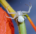 Spider on Physalis